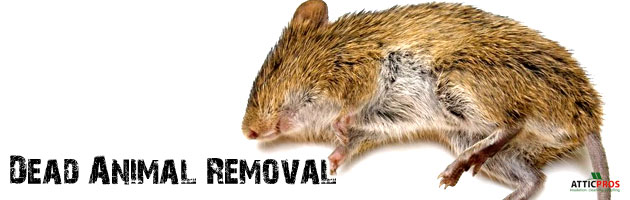 dead-animal-removal