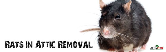 rats-in-attic-removal